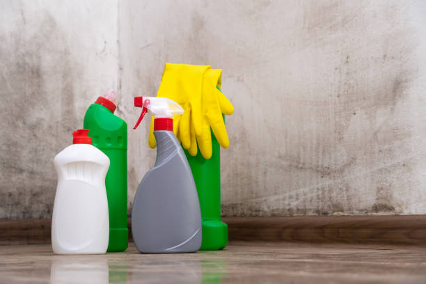 Why You Should Choose Our Mold Remediation Services in Osage Beach, MO